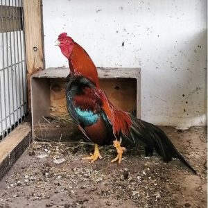 Asils Game Birds For Sale