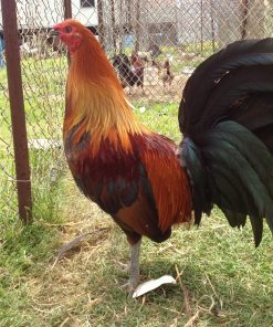 Brown Red Game Fowl