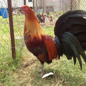 Brown Red Game Fowl For Sale