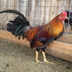 Sweater Stag Gamefowl