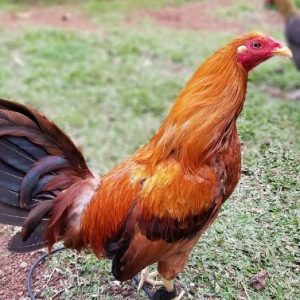 Lemon Fowl For Sale