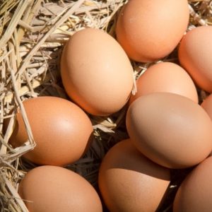 Barred Rock Hatching Eggs