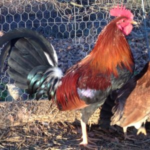 Claret Gamefowl For Sale