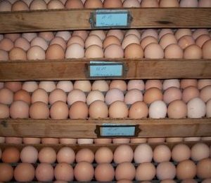 White Plymouth Rock Hatching Eggs