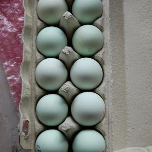 Easter Egger Hatching Eggs
