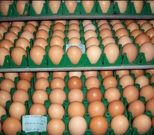 Rhode Island Red Hatching Eggs