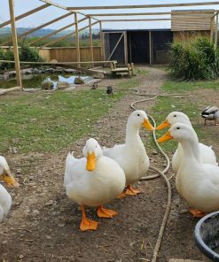 Pekin ducks