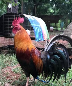 Brown Red Gamefowl for Sale