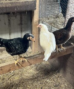 Asil  chicks for sale