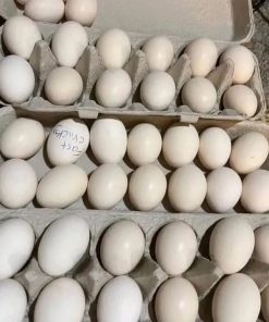 Shamo and Asil hatching Eggs