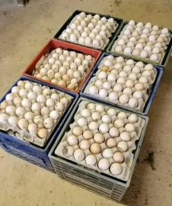 Morgan white Hackle clarets hatching eggs