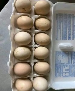 Yellow leg Hatch Eggs