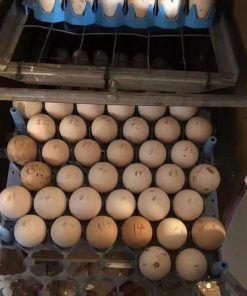 Brown red hatching eggs