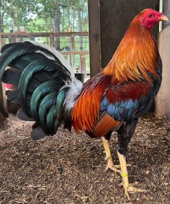 Kelso stags for Sale