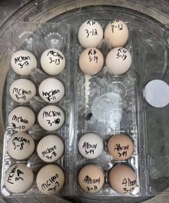 Mclean, Albany ,Mcrea hatching eggs