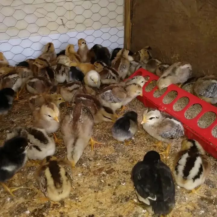 Murphy game fowl chicks