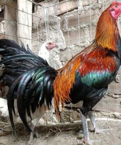 peruvian gamefowl