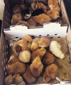 pumpkin hulsey chicks for sale