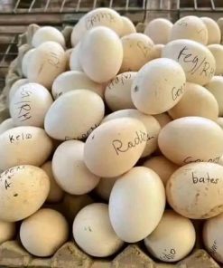 Radio game fowl hatching eggs