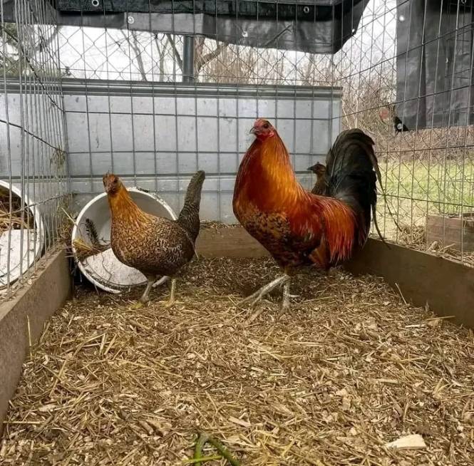 Redquill gamefowl For sale - Image 2
