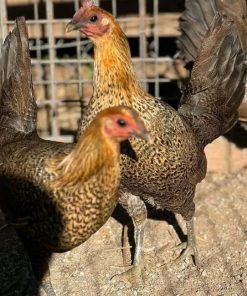 Redquill gamefowl For sale - Image 3