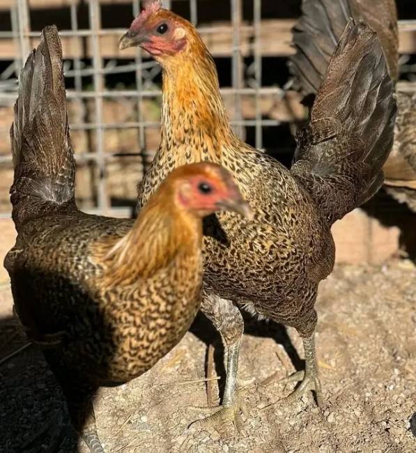 Redquill gamefowl For sale - Image 3