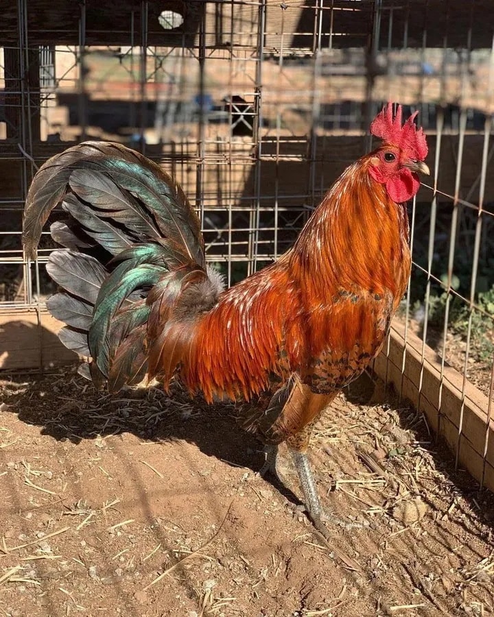 Redquill gamefowl For sale