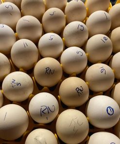 Radio leiper Gilmore hatch