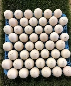 spangle hatching eggs