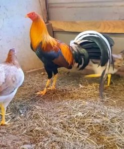 Sweater possum trio available